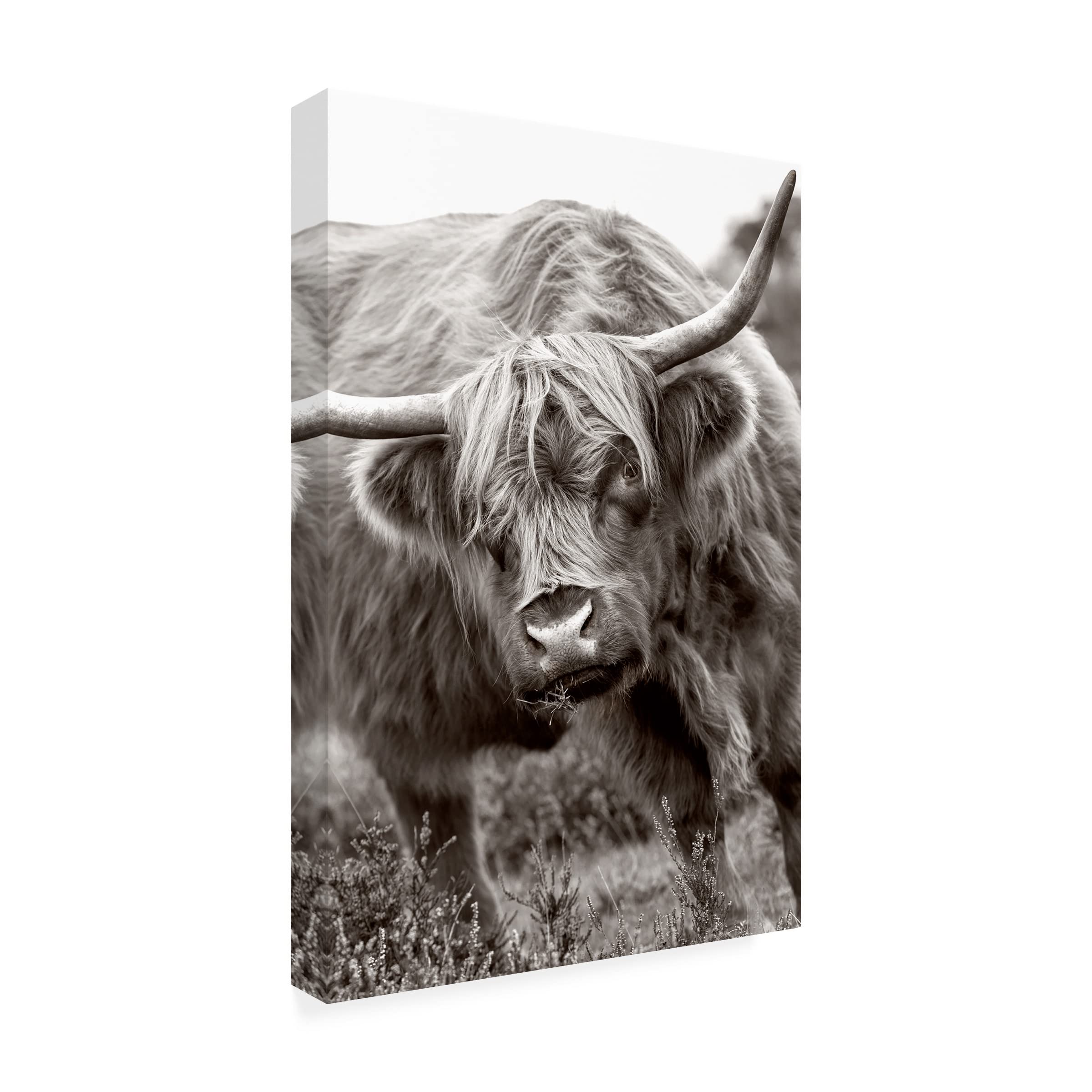 Trademark Fine Art 'The Bull' Canvas Wall Art Print by Jacky Parker - Modern Home Decor for Living Room, Office & Bedroom