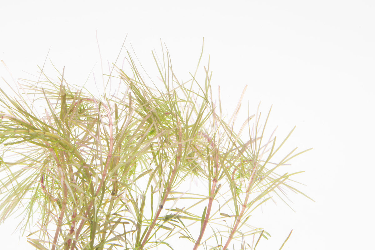 Rotala Bangladesh Aquatic Plant - Live Aquarium Plants for Fish Tank, Freshwater Aquascaping & Planted Tanks - Perfect for Beginners & Aquarium Enthusiasts