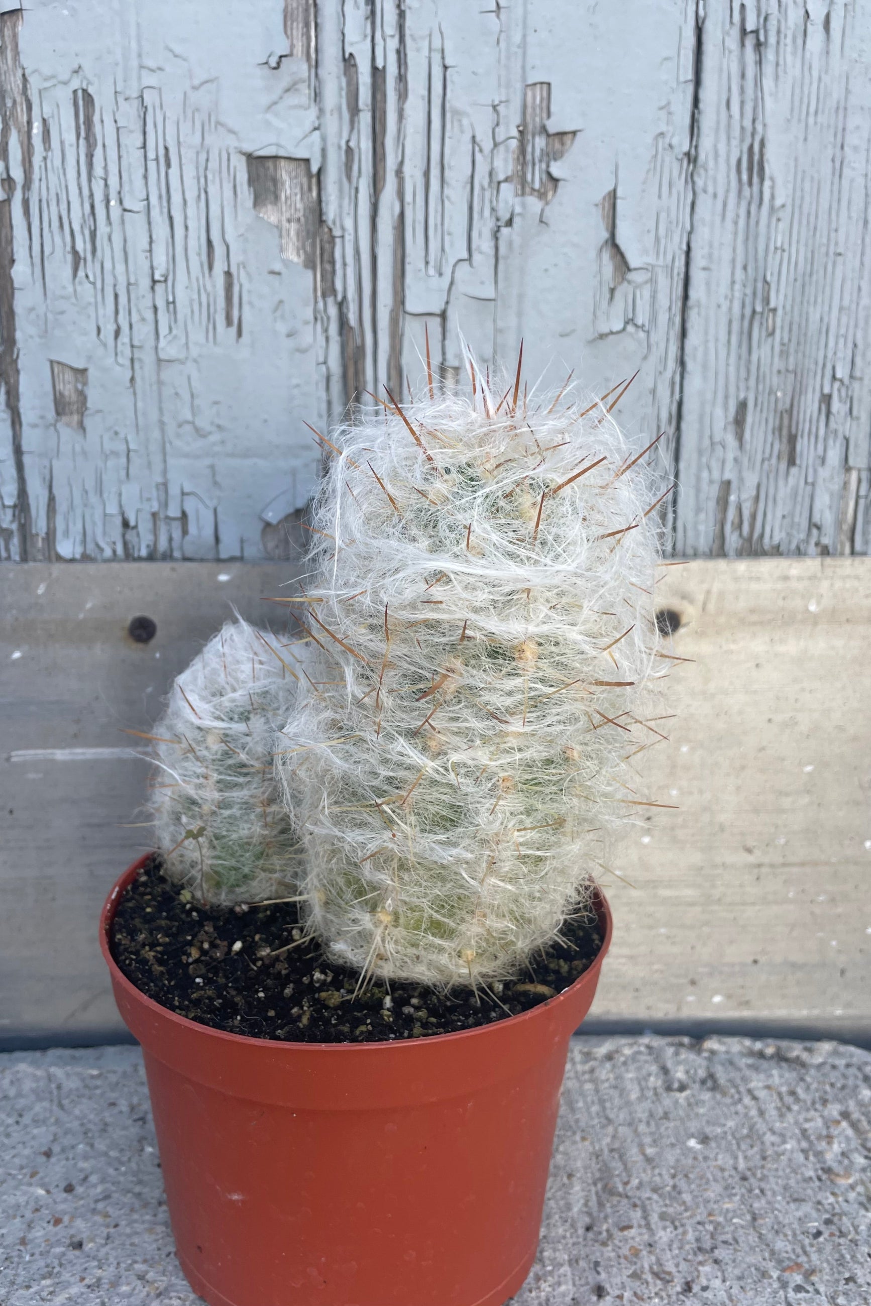 6 Pack Assorted Mini Cactus Plants - Live Succulents for Home Decor, Office Desk, Gift Idea & Indoor Gardening