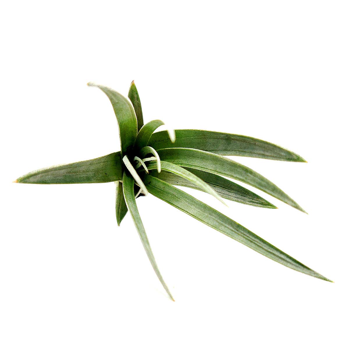 Tillandsia Fasciculata Air Plant - Giant Cardinal Air Plant (4-5
