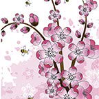 Cherry Blossom