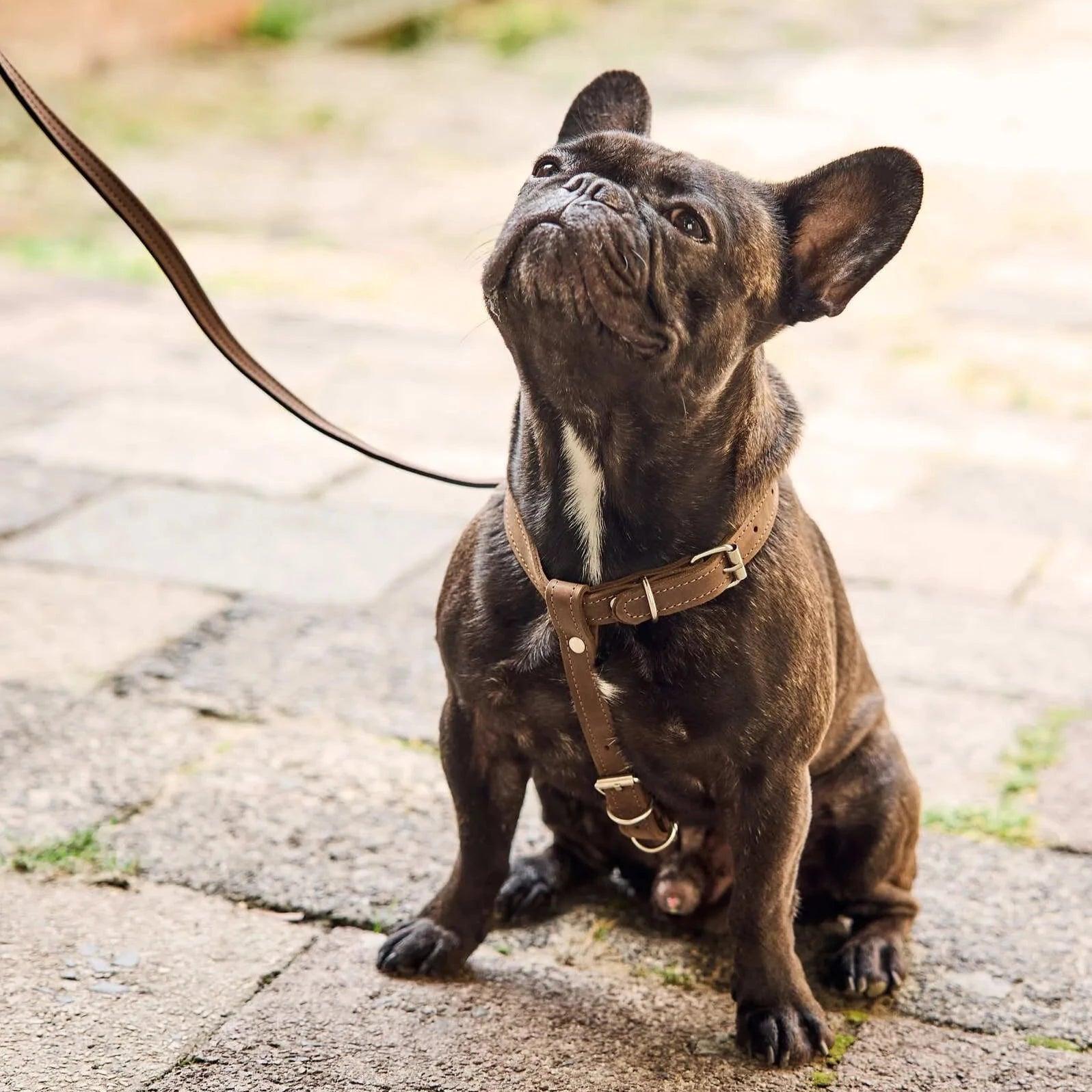 Premium No-Pull Dog Harness with Adjustable Leash - Reflective & Padded for Small Medium Large Dogs - Perfect for Walking, Running, Hiking & Outdoor Adventures