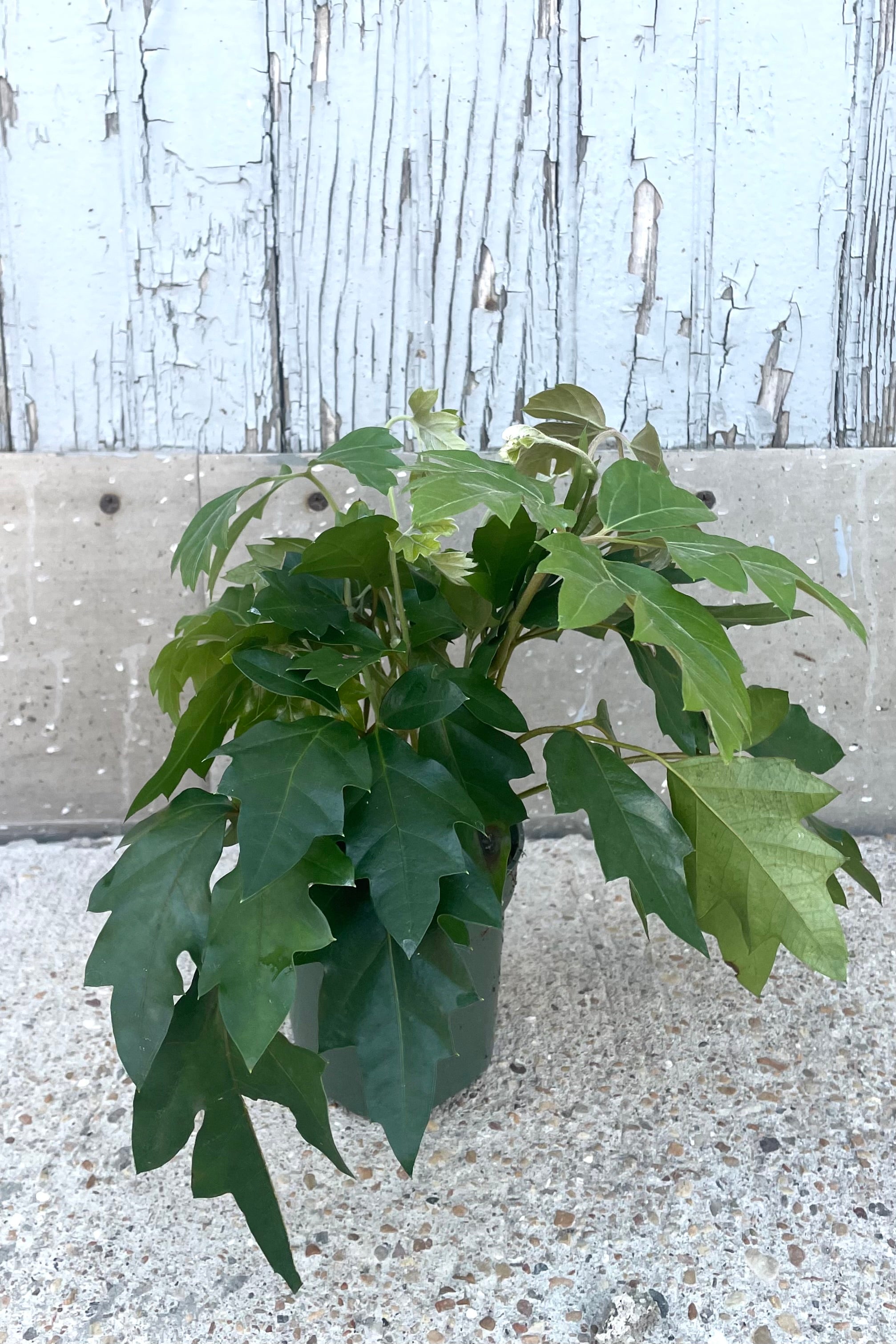 Cissus Rhombifolia 'Ellen Danica' Oakleaf Vine - 4 Inch Live Plant for Indoor Hanging Baskets and Home Decor