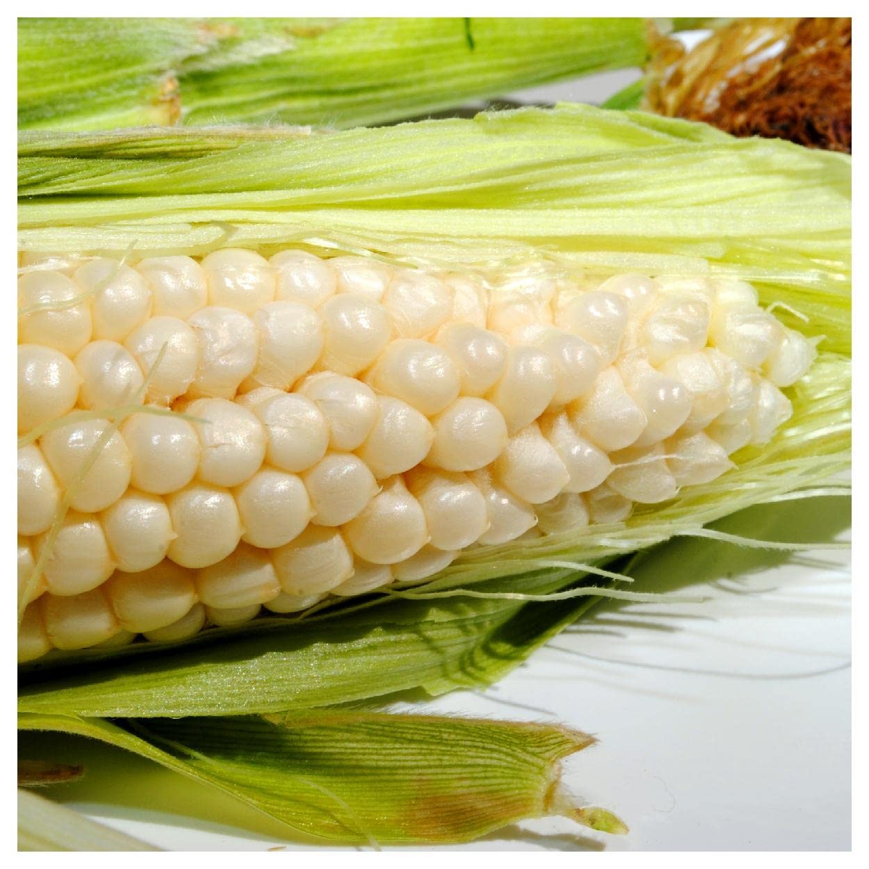 Everwilde Farms - 1/4 Lb Country Gentleman Open Pollinated Corn Seeds - Non-GMO Heirloom Variety for Home Gardening & Sustainable Farming - Perfect for Corn Mazes, Fresh Eating & Canning