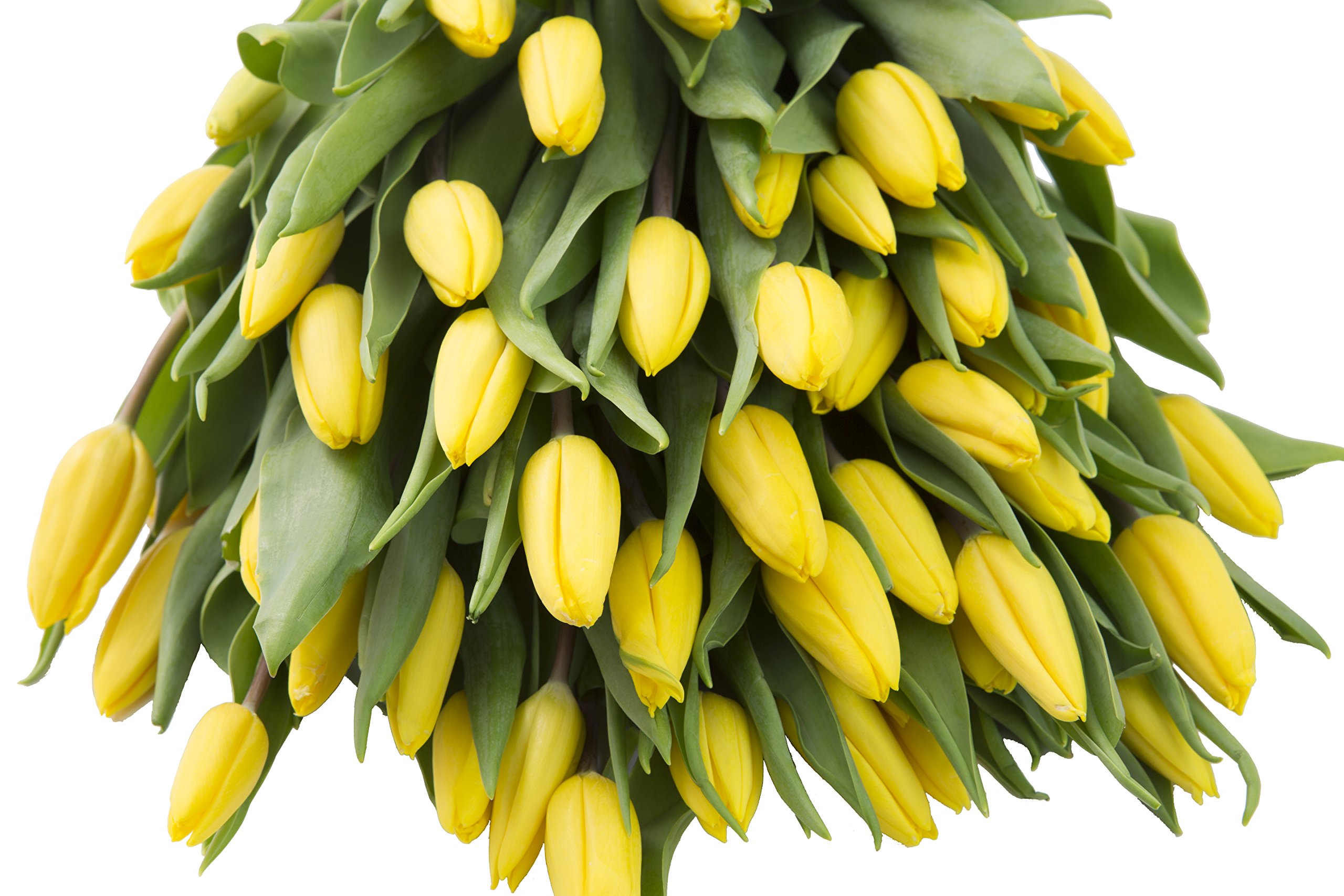 50 Fresh Yellow Tulips Bouquet - Wedding, Birthday, Anniversary, Get Well, Thank You, Valentine's & Mother's Day Gift Flowers | Next Day Delivery | Perfect for Weddings, Home Decor & Special Occasions