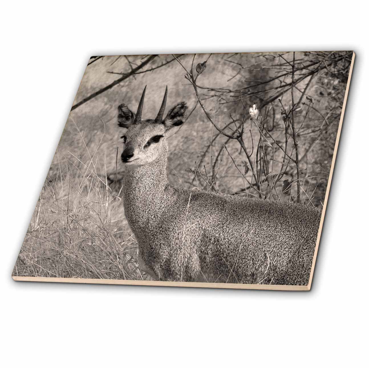 3dRose Sepia Duiker Wildlife Ceramic Tile - 4 Inch Handmade Decorative Tile for Kitchen Backsplash, Bathroom, or Wall Art