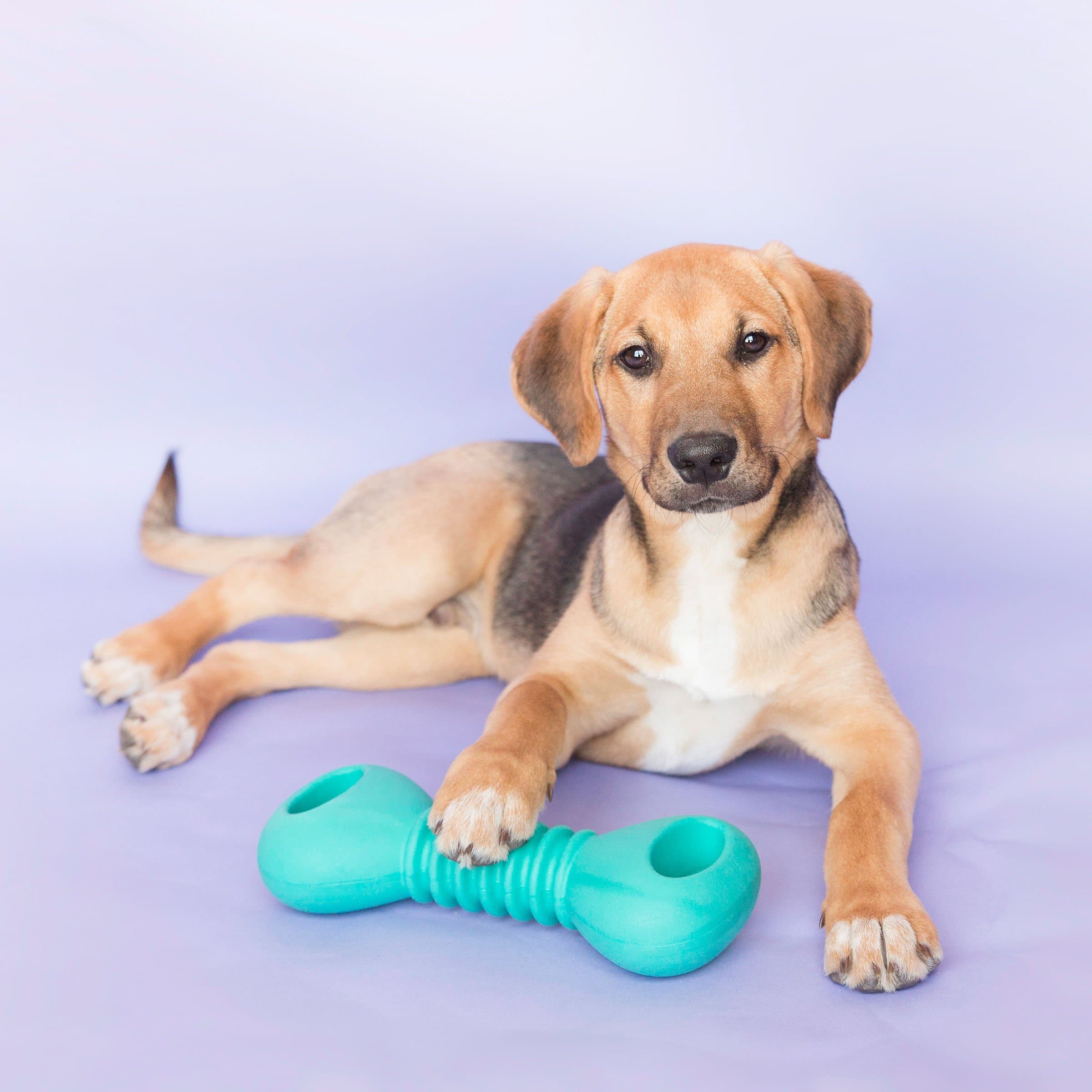 Durable Flexible Rubber Dog Chew Toy - ZippyTuff Dumbbell for Aggressive Chewers, Puppy Teething & Interactive Playtime