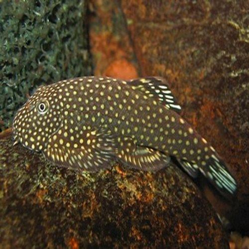 Premium Borneo Sucking Loach (Garra Rufa) - Natural Algae Eater & Fish Tank Cleaner for Freshwater Aquariums | Perfect for Planted Tanks, Community Aquariums & Home Fishkeeping