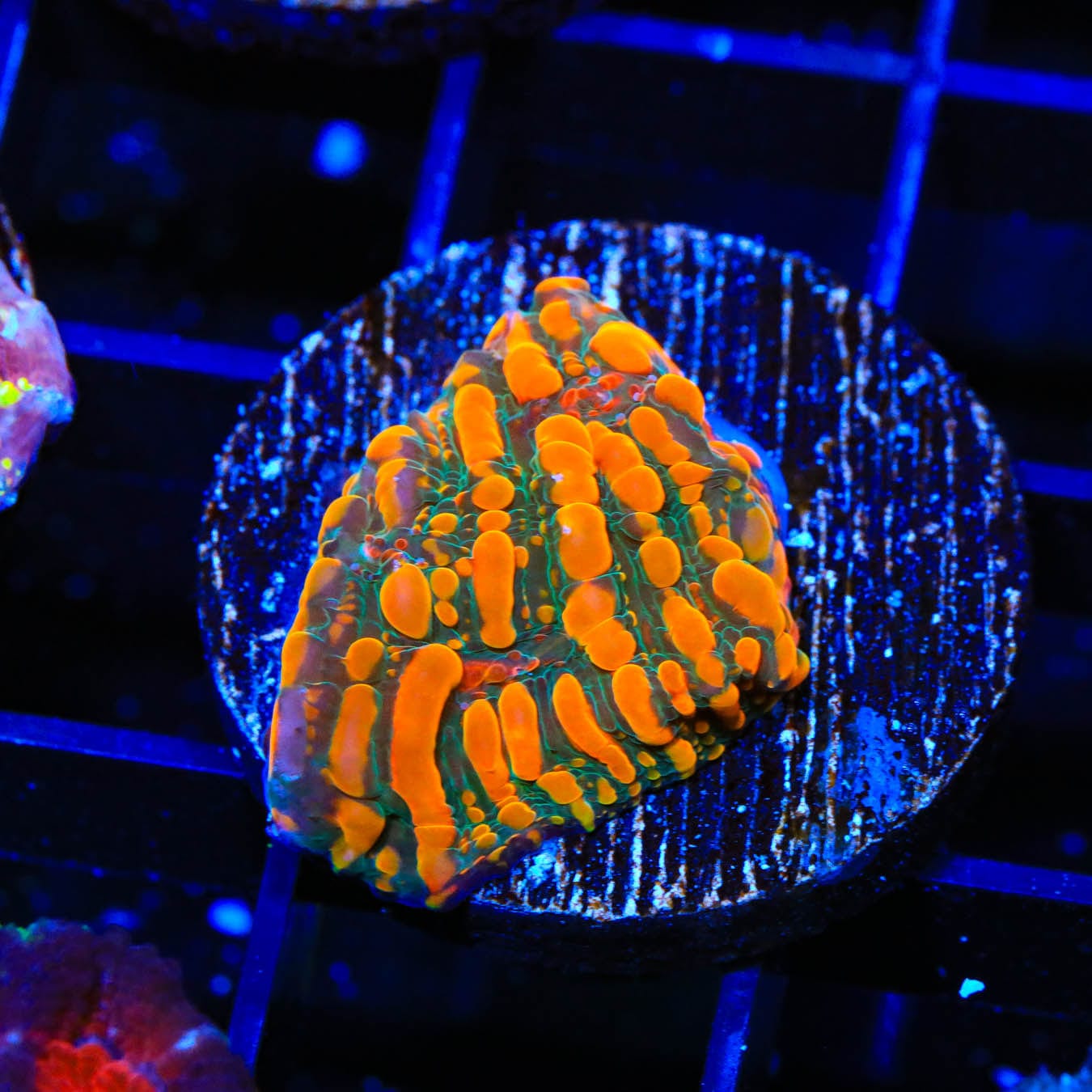 CC Cloudberry Chalice Coral - Premium Live Coral for Saltwater Aquariums | Perfect for Reef Tanks & Marine Displays