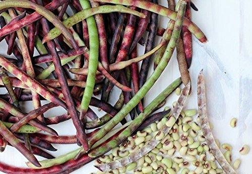 Mississippi Purple Southern Peas Seeds (100 Count) - Great Flavor, Shelling Peas for Home Gardening & Southern Cooking