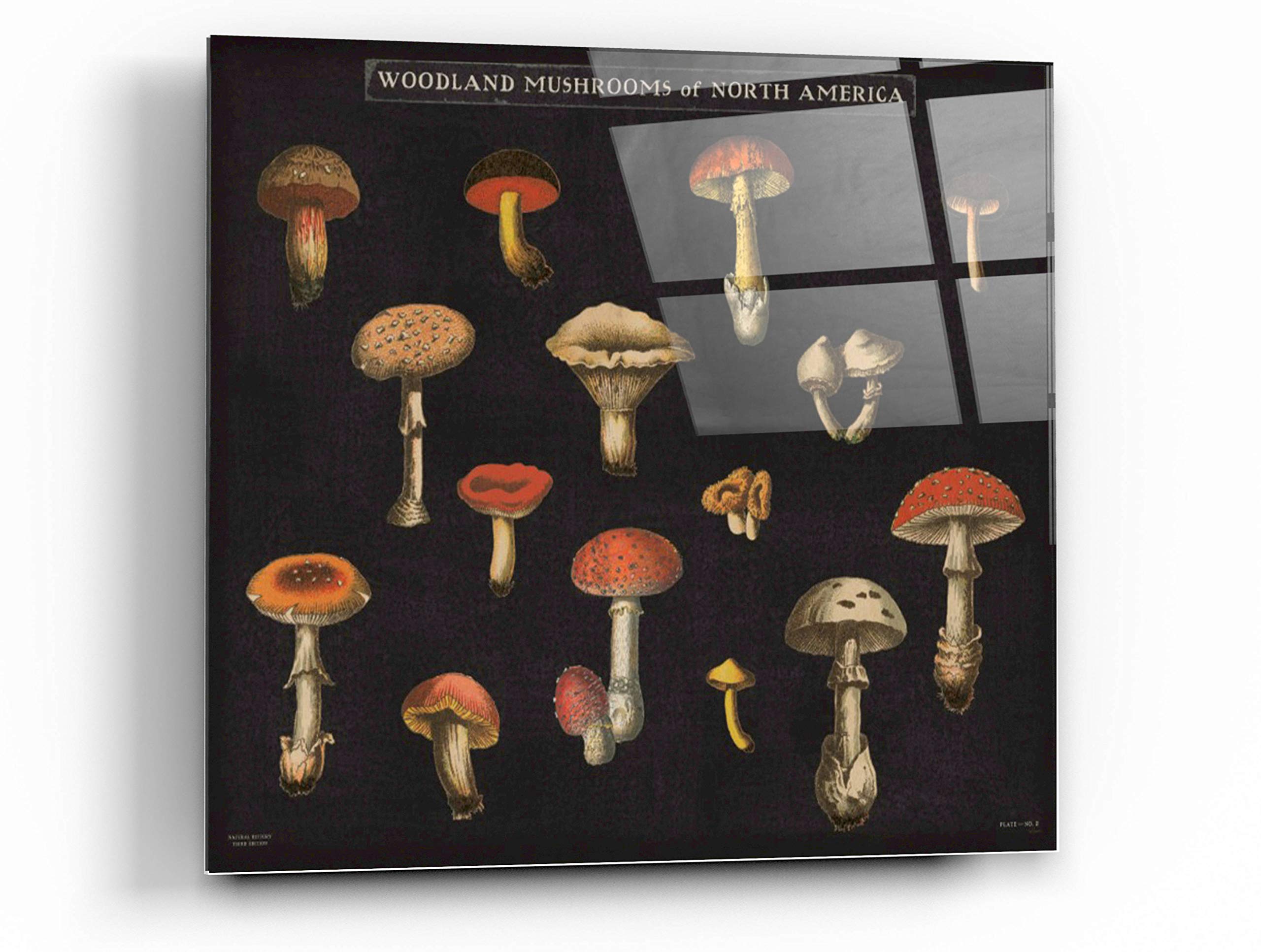 Epic Art 'Mushroom Chart I' by Wild Apple - 36x36 Inch Acrylic Glass Wall Decor - Perfect for Living Room, Bedroom or Office Wall Art