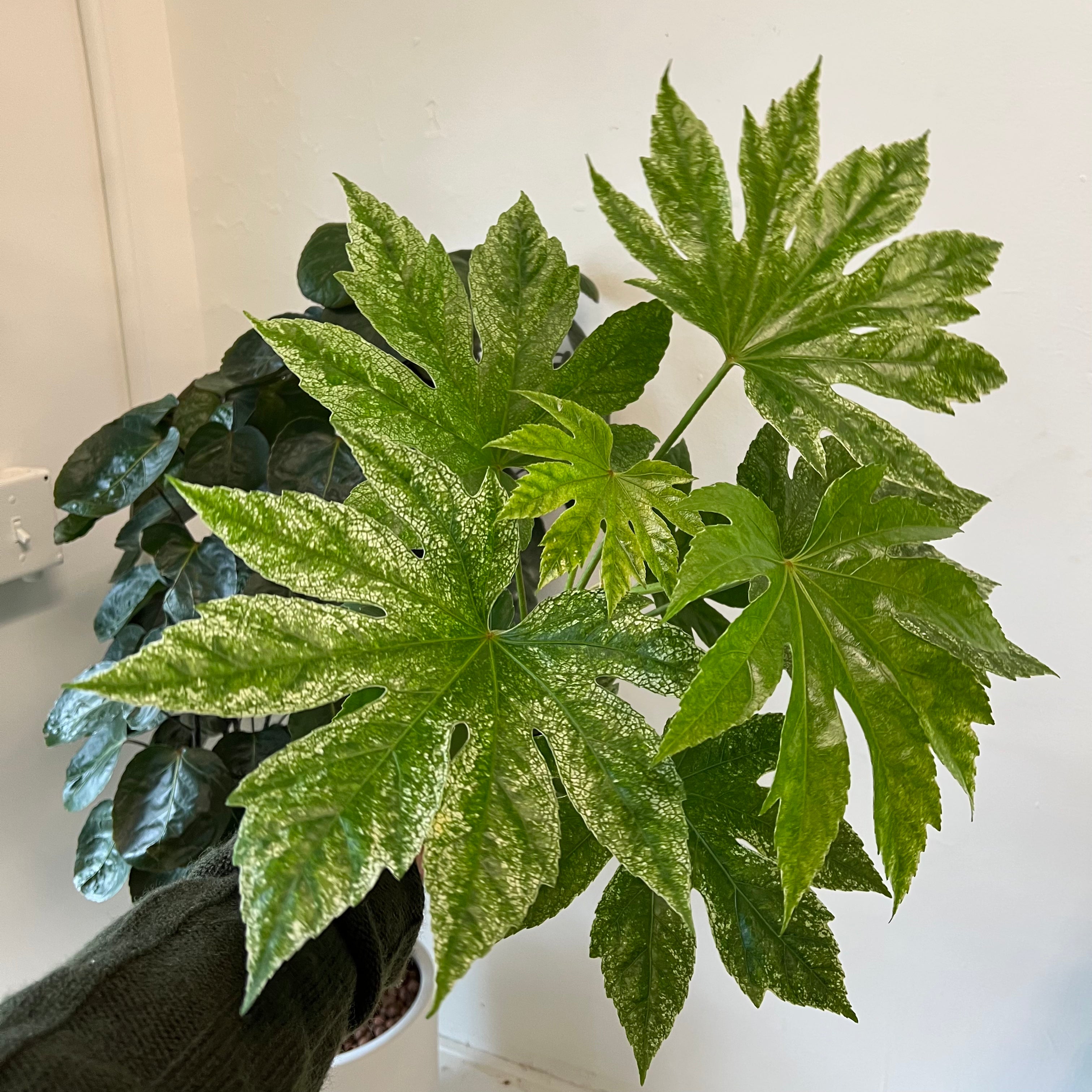Fatsia Japonica - Japanese Aralia Plant for Indoor & Outdoor Gardening - Perfect for Home Decor, Landscaping, and Office Spaces