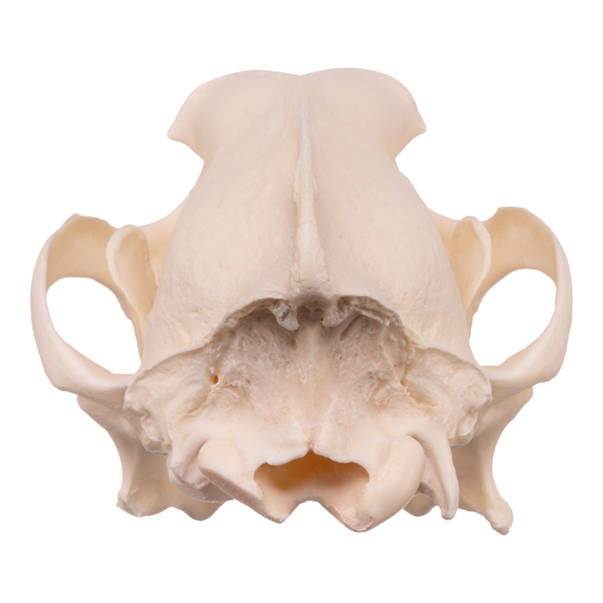 Authentic Real Domestic Dog Skull - Husky Breed Canine Specimen for Veterinary Study, Taxidermy & Gothic Decor
