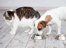 Premium Stainless Steel Pet Bowl for Small Dogs, Cats & Rabbits - 200ml (2 Pack) - Non-Slip, Durable Silver Pet Food & Water Dish - Perfect for Puppies, Kittens & Small Pets at Home or Travel