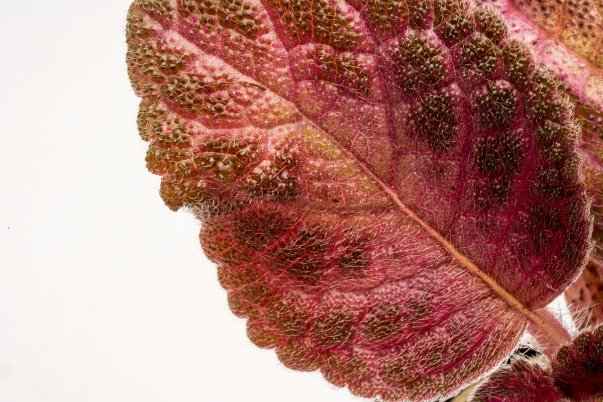 Episcia Cupreata - Stunning Copper Leaf Houseplant for Home & Office Decor | Perfect for Indoor Gardens, Terrariums & Gift Ideas