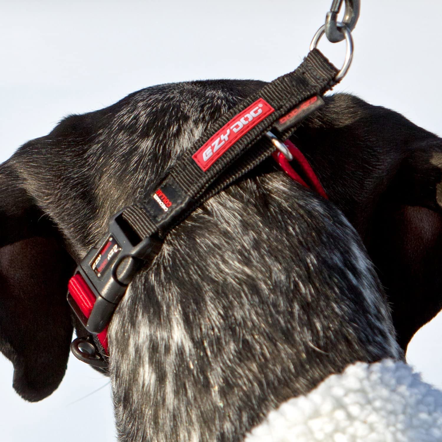 EzyDog Checkmate Martingale Dog Collar - Premium Nylon No-Choke Training Collar for Small Dogs (Red) | Perfect for Walking, Training & Behavior Control