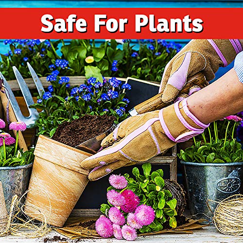 I Must Garden Ant Control Spray - Fast-Acting Natural Ant Killer & Repellent for Indoor & Outdoor Use - Safe for Pets & People - 32oz - Perfect for Kitchens, Gardens & Patios