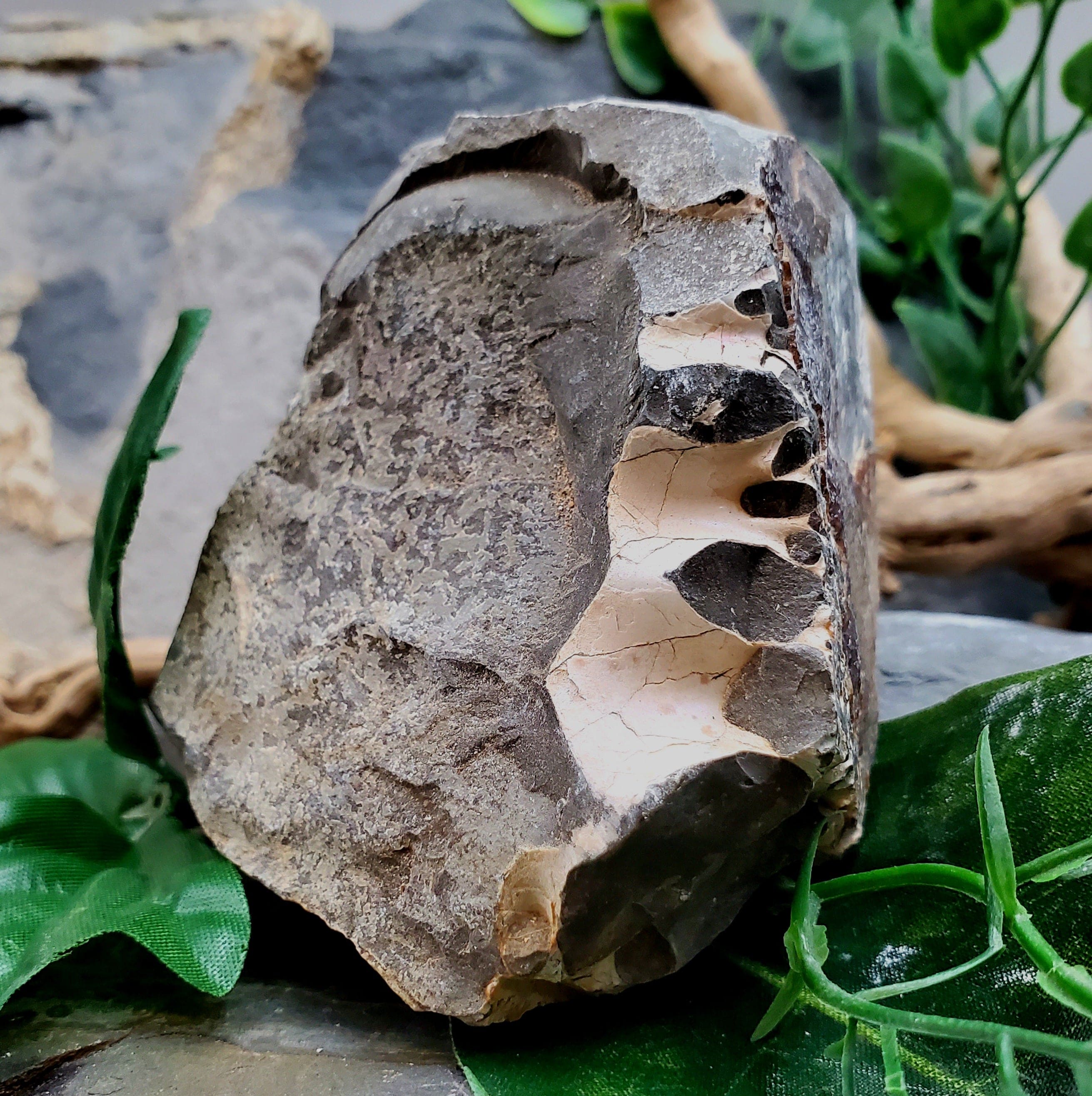 Authentic Baculite Fossil - Rare Prehistoric Ammonite Specimen for Collectors, Home Decor & Educational Use | Perfect for Science Enthusiasts & Fossil Displays
