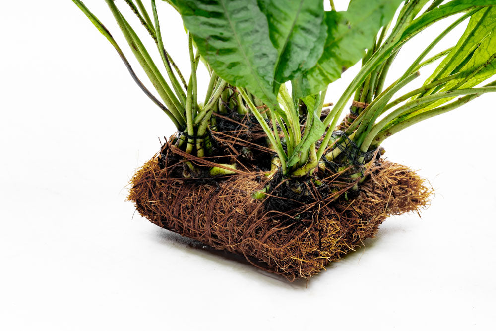 Microsorum Pteropus Mat - Java Fern Aquatic Plant Carpet for Freshwater Aquariums | Perfect for Fish Tanks, Shrimp Tanks & Aquascaping