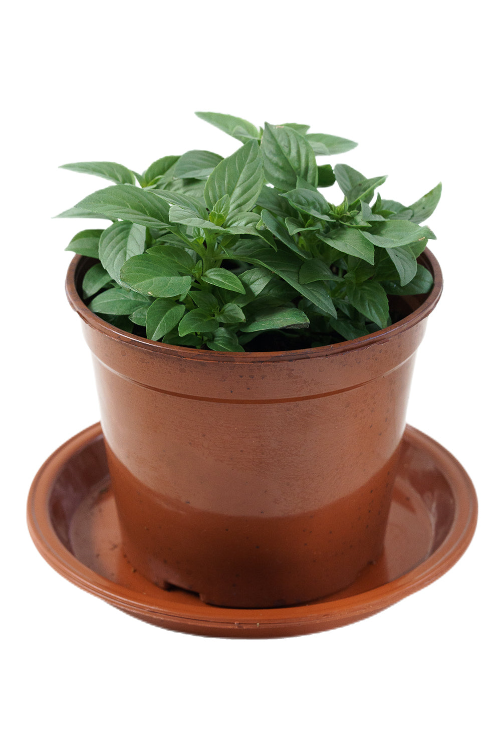 Fresh Thai Basil Leaves - Organic, Fragrant & Flavorful for Asian Cooking, Pho, Thai Dishes & Herbal Teas