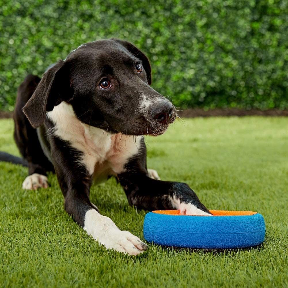Chuckit! Fetch Wheel Outdoor Dog Toy for Small Breeds - Durable & Fun Interactive Play for Small Dogs - Perfect for Parks, Backyards & Beach Fetch Games