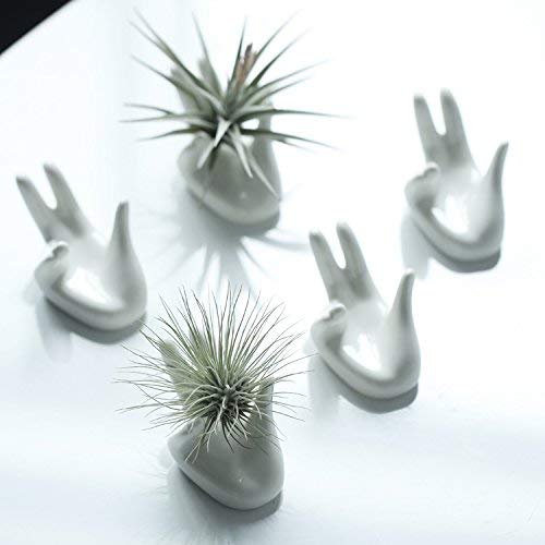 3 Pack Small Ceramic Air Plant Pots - Tillandsia Holder & Decorative Planters for Home, Office, or Wedding Decor - Perfect for Tabletop, Shelf, and Wall Display