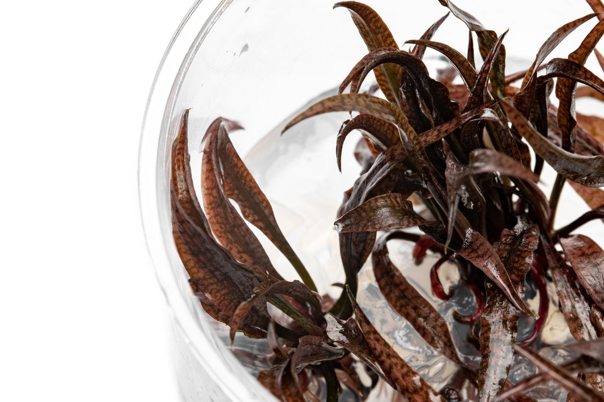 Cryptocoryne Spiralis Red Tissue Culture Aquatic Plant - Live Aquarium Plants for Fish Tank Decoration | Perfect for Freshwater Planted Tanks & Aquascaping