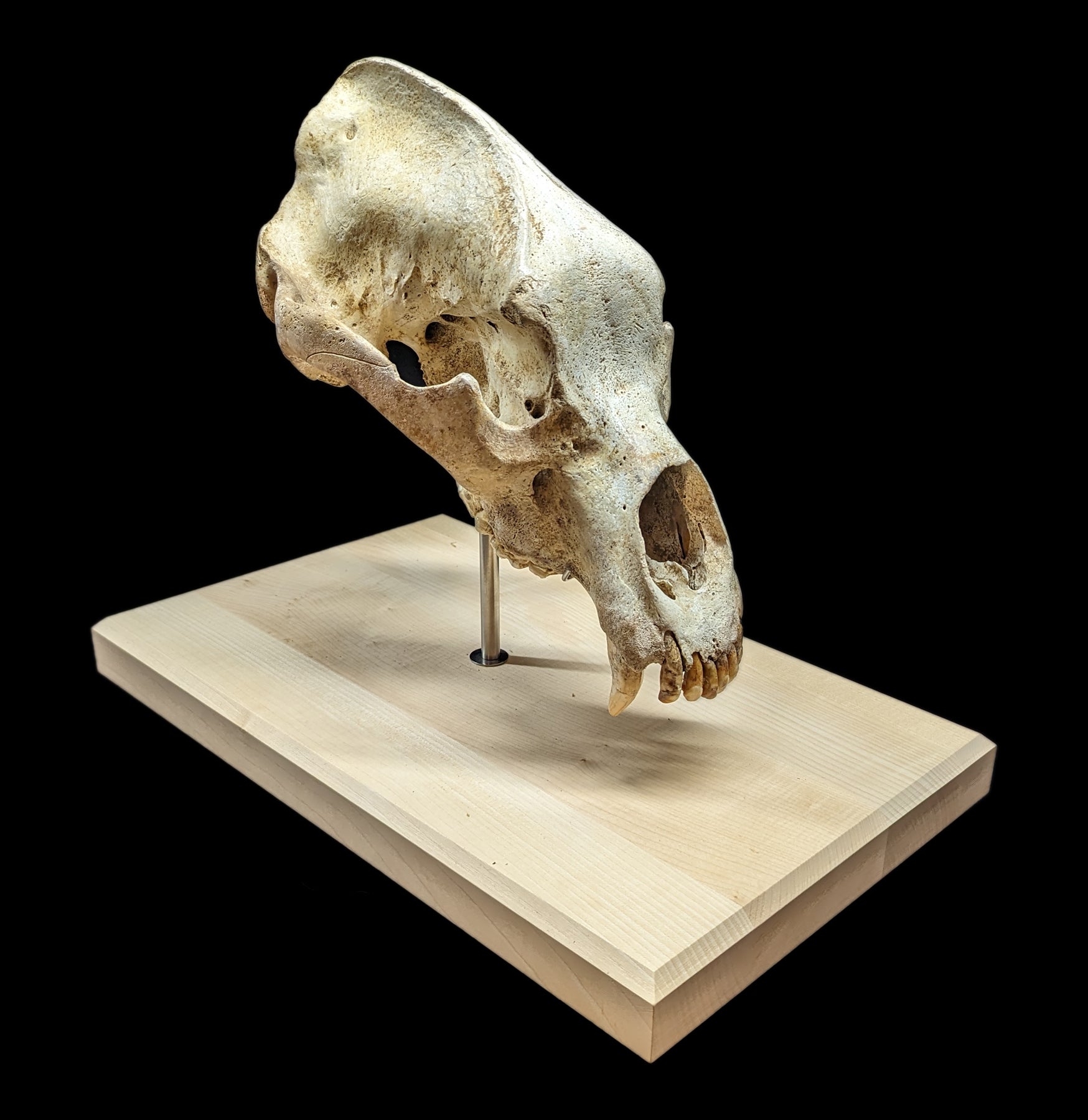 Authentic Cave Bear Skull Replica with Display Stand - Perfect for Home Decor, Educational Display, and Paleontology Enthusiasts