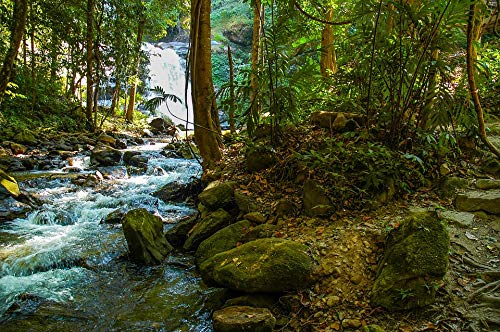 20x30 Inch Laminated Forest River Landscape Poster - Vibrant Colors & High-Quality Print - Perfect for Living Room, Bedroom, Office Decor - Wall Art Home Decoration