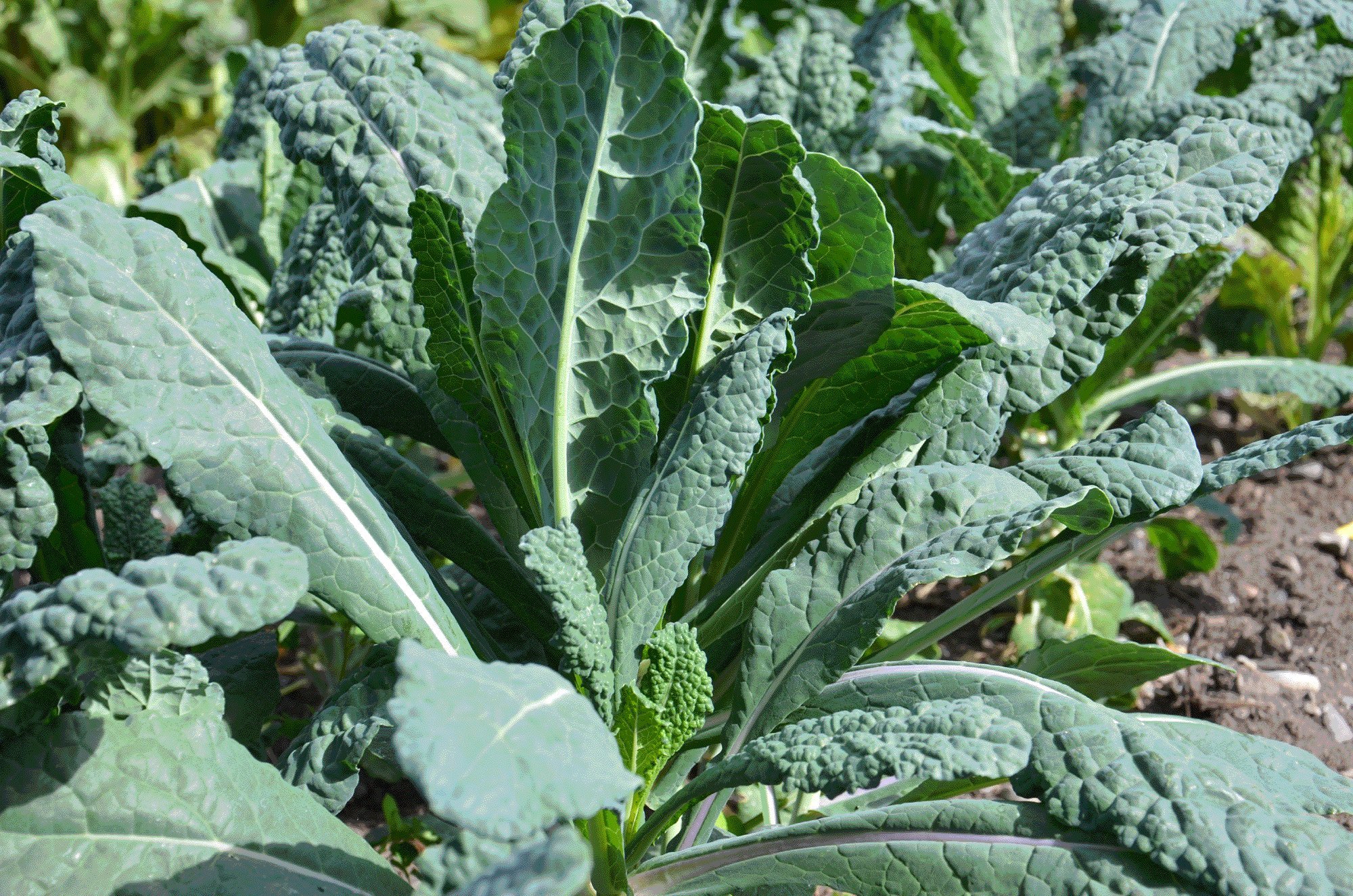 Organic Lacinato Kale Seeds for Planting - 500+ Heirloom Non-GMO Seeds (Brassica oleracea) | Perfect for Home Gardening, Urban Farming & Healthy Cooking | Great Gift for Gardeners