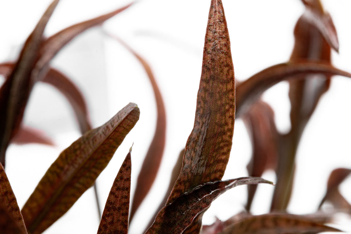 Cryptocoryne Spiralis Red Tissue Culture - Live Aquarium Plant for Fish Tanks, Aquascaping & Low-Tech Planted Aquariums