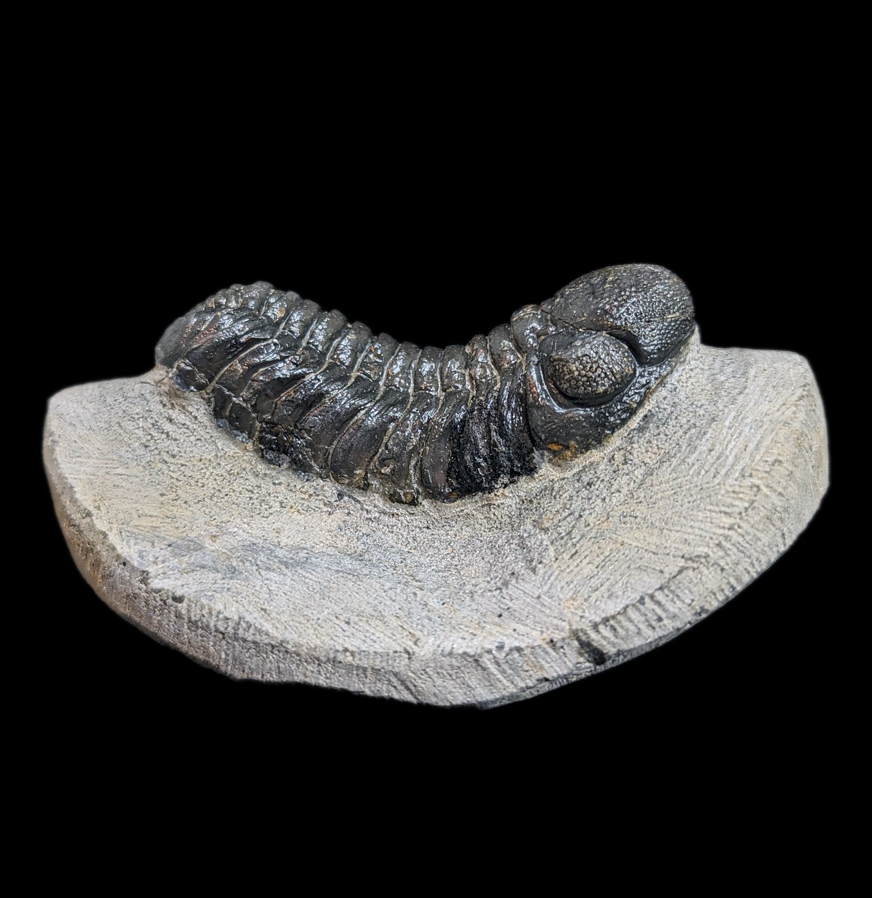 Eldredgeops Rana Trilobite Fossil in Matrix - Authentic Devonian Era Fossil Specimen for Collectors & Home Decor | Perfect for Science Enthusiasts & Unique Gift Ideas