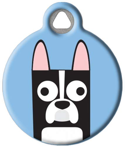 Boston Terrier Boy