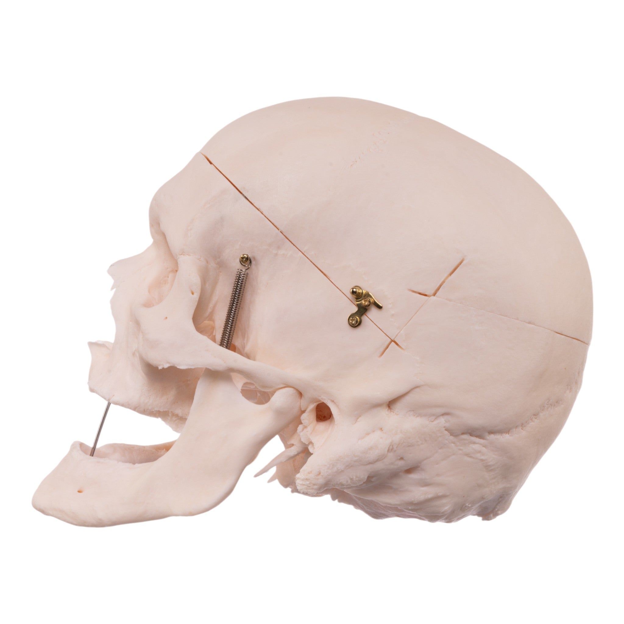 Premium Anatomical Human Skull Model - Accurate & Detailed for Medical Study, Halloween Decor, and Science Education | Perfect for Doctors, Students, and Collectors