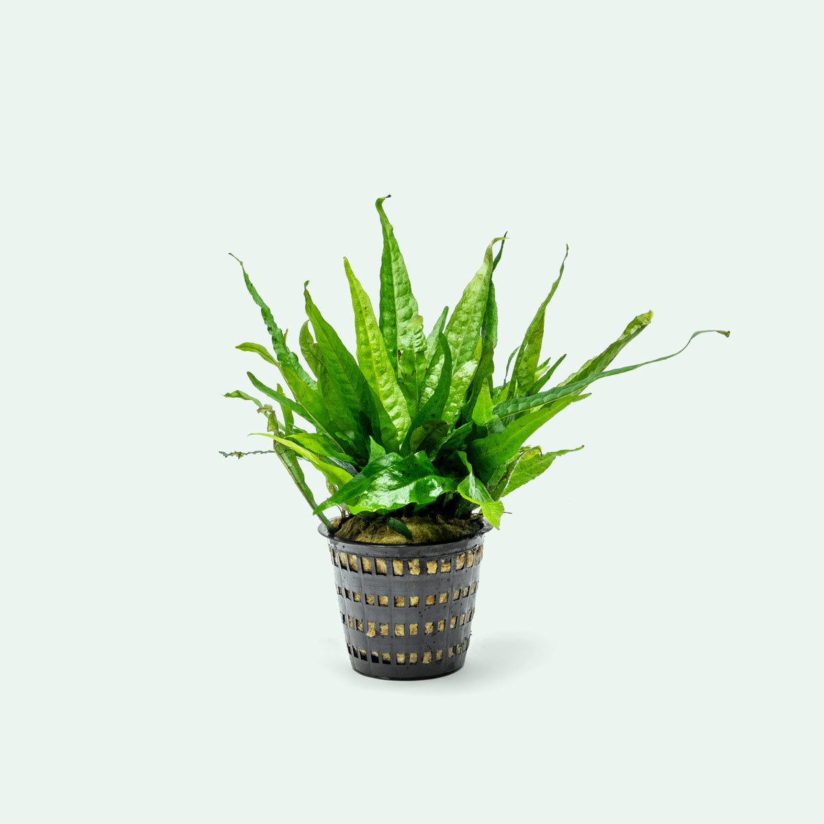 Microsorum Pteropus Java Fern Mother Plant - Live Aquatic Plant for Aquariums & Fish Tanks - Perfect for Low Light Aquascaping & Natural Decor