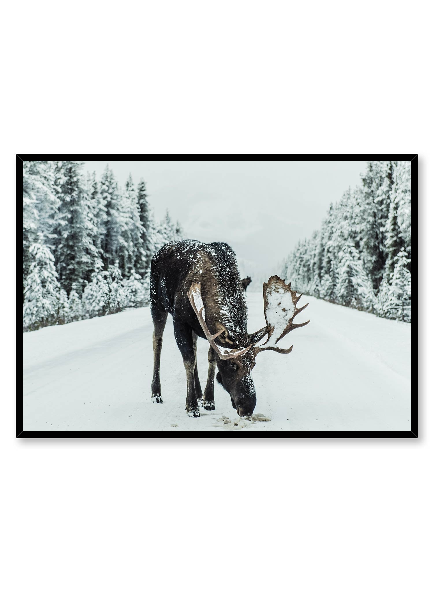 Moose Stop Sign Poster - High-Quality Wildlife Decor for Home, Office, or Cabin - Perfect for Hunting Lodges and Outdoor Enthusiasts