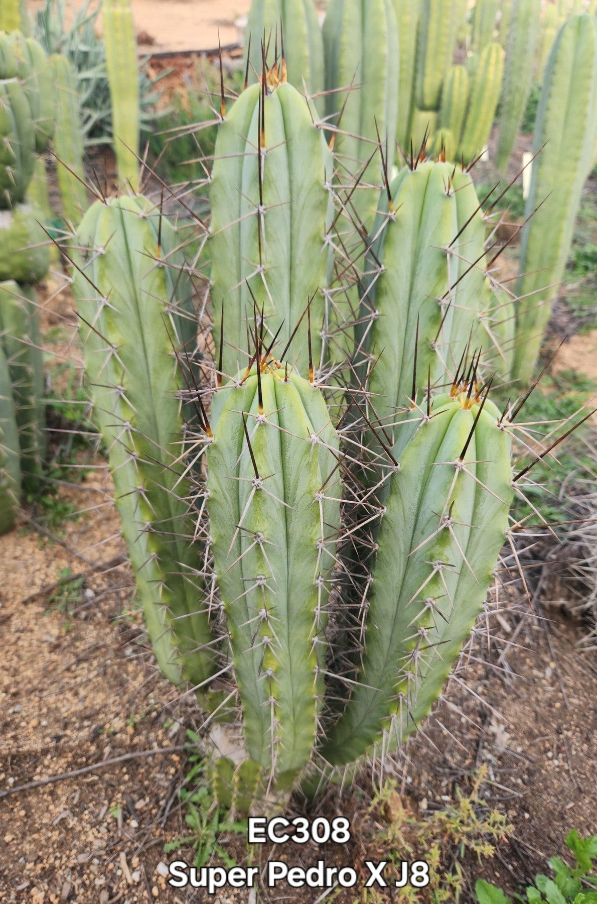 EC308 EXACT Trichocereus Cordobensis Super Pedro X J8 Cactus Cutting 7-8 Inches - Rare Live Succulent Plant for Home Garden, Terrarium & Desert Landscaping