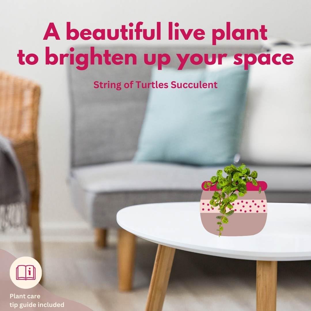 BubbleBlooms String of Turtles Plant - Peperomia Prostrata in 2 Inch Pot | Rare Succulent for Home Decor, Office Desk & Indoor Gardening