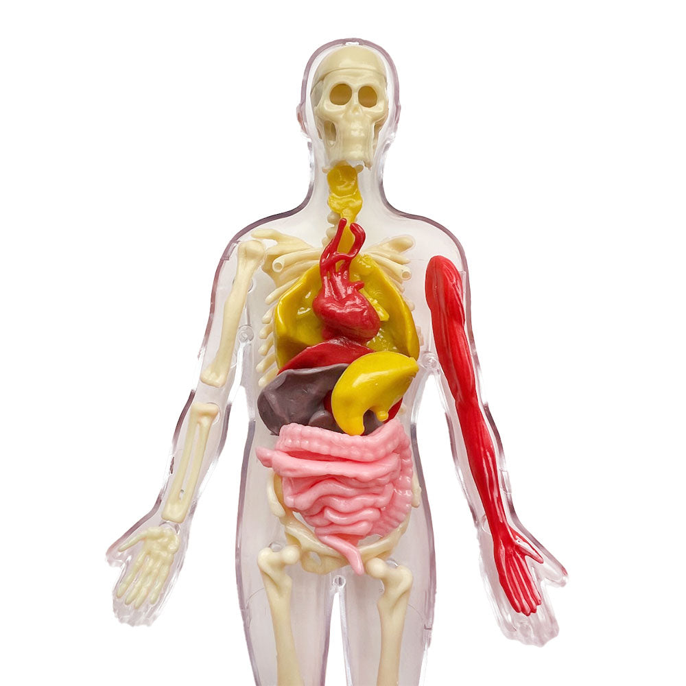 Ooze Labs Visible Human Body Model with Removable Squishable Organs - STEM Educational Toy for Kids, Science Classroom & Medical Learning