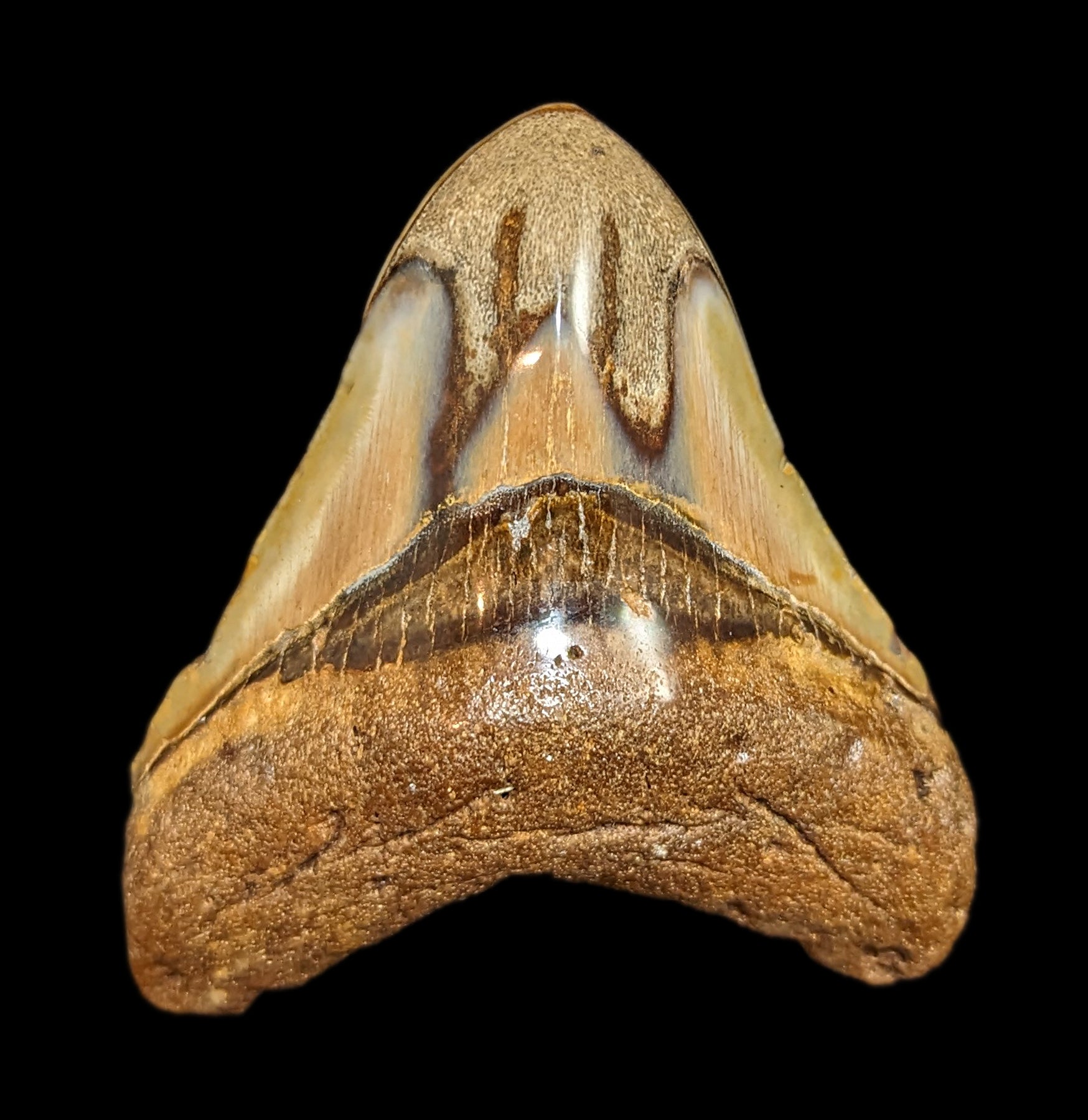 Authentic Megalodon Tooth Fossil #43 - Rare Shark Tooth Collectible for Display & Education - Perfect for Home Decor, Classroom, or Gift