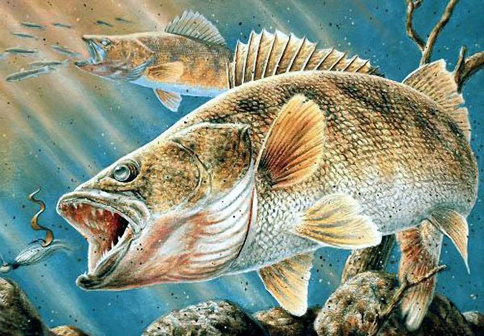 16x20 Inch DIY Walleye Fish Paint by Numbers Kit - Oil & Acrylic Canvas Painting for Adults - Home Wall Decor Art Craft | Perfect for Relaxation, Gift Giving & Living Room Decoration
