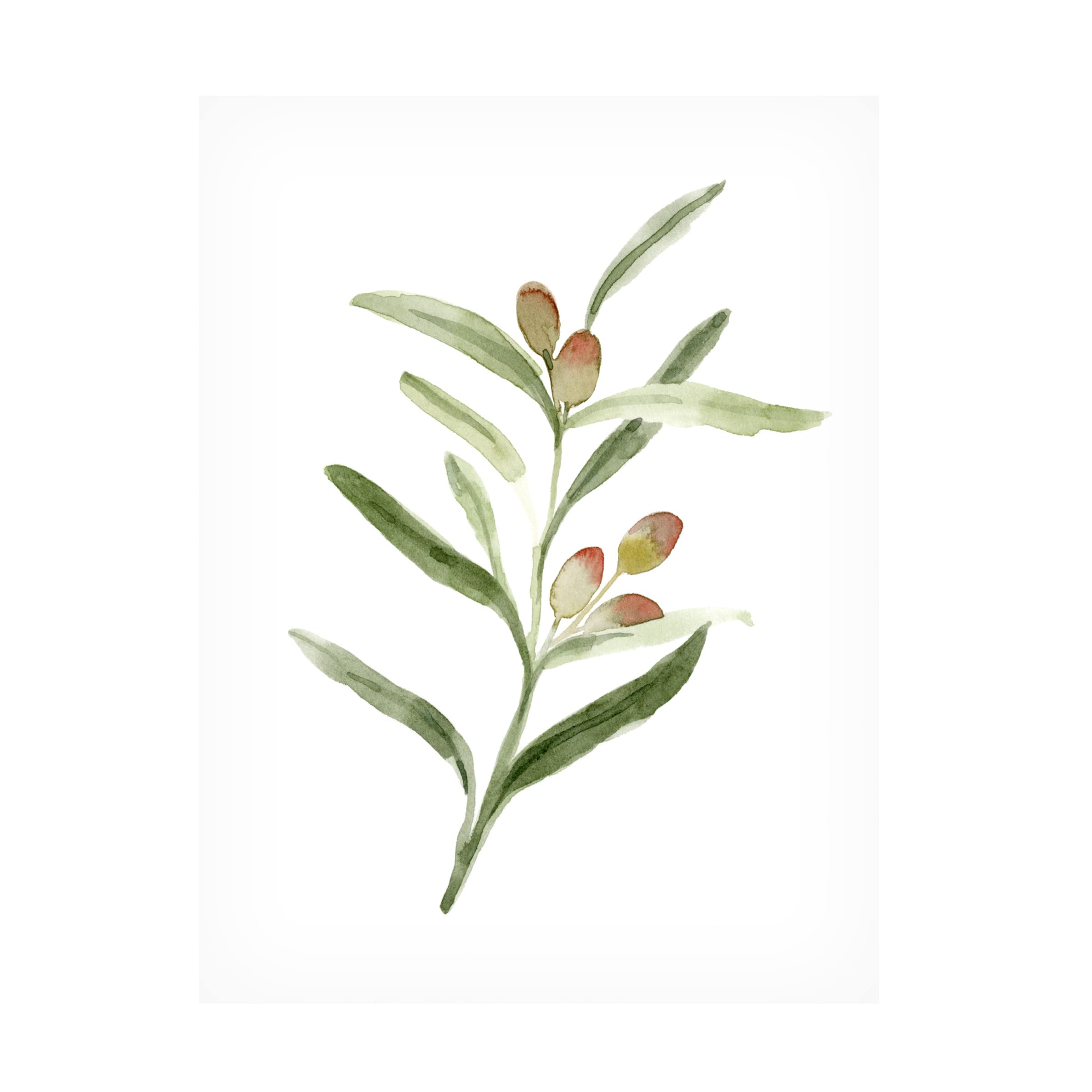 Emma Caroline 'Sweet Olive Branch II' Canvas Art Print - Elegant Floral Wall Decor for Living Room, Bedroom & Office | Trademark Fine Art