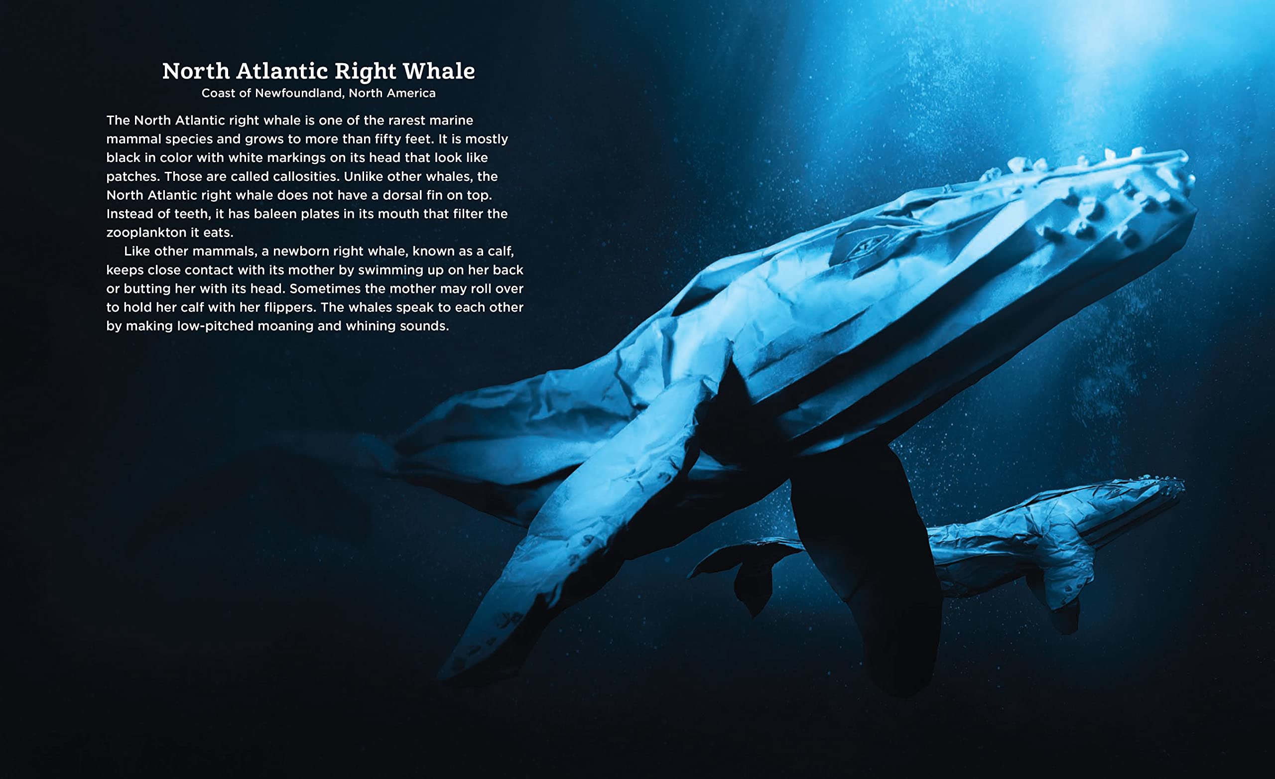 Endangered Wildlife Art Prints: Stunning Animal Conservation Posters for Home & Office Decor | Protect Global Species
