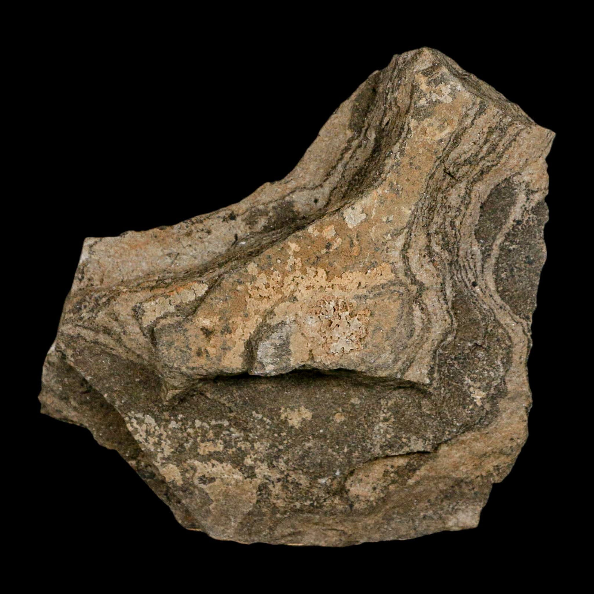 68MM Brittlestar Petraster Starfish Fossil - Ordovician Age - Blekus Morocco - COA Certified - Perfect for Fossil Collectors & Home Decor