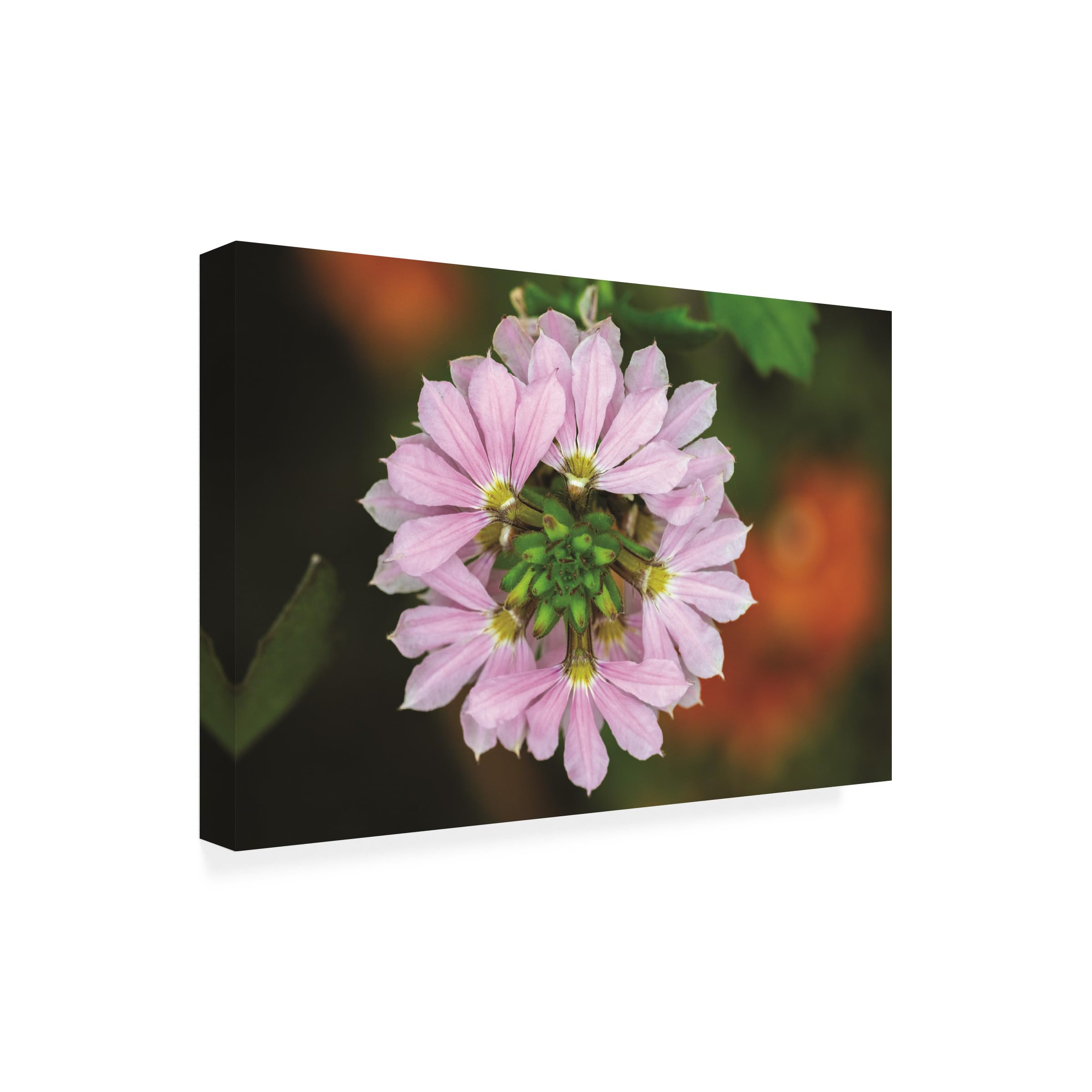 Kurt Shaffer Pink Fan Flower Canvas Art Print - Stunning Floral Photography for Home & Office Decor - Perfect for Living Room, Bedroom, or Gift