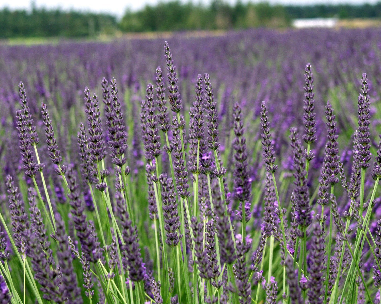 Premium Lavender Grosso Plants - 8 Live Plants (3.5