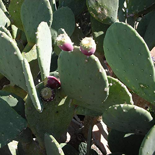 Palm Beach Medicinal Herbs - Eastern Prickly Pear Cactus Seeds (Opuntia humifusa) - Pack of 5 for Home Gardening & Natural Remedies | Drought-Resistant Succulent Plants for Arid Landscaping