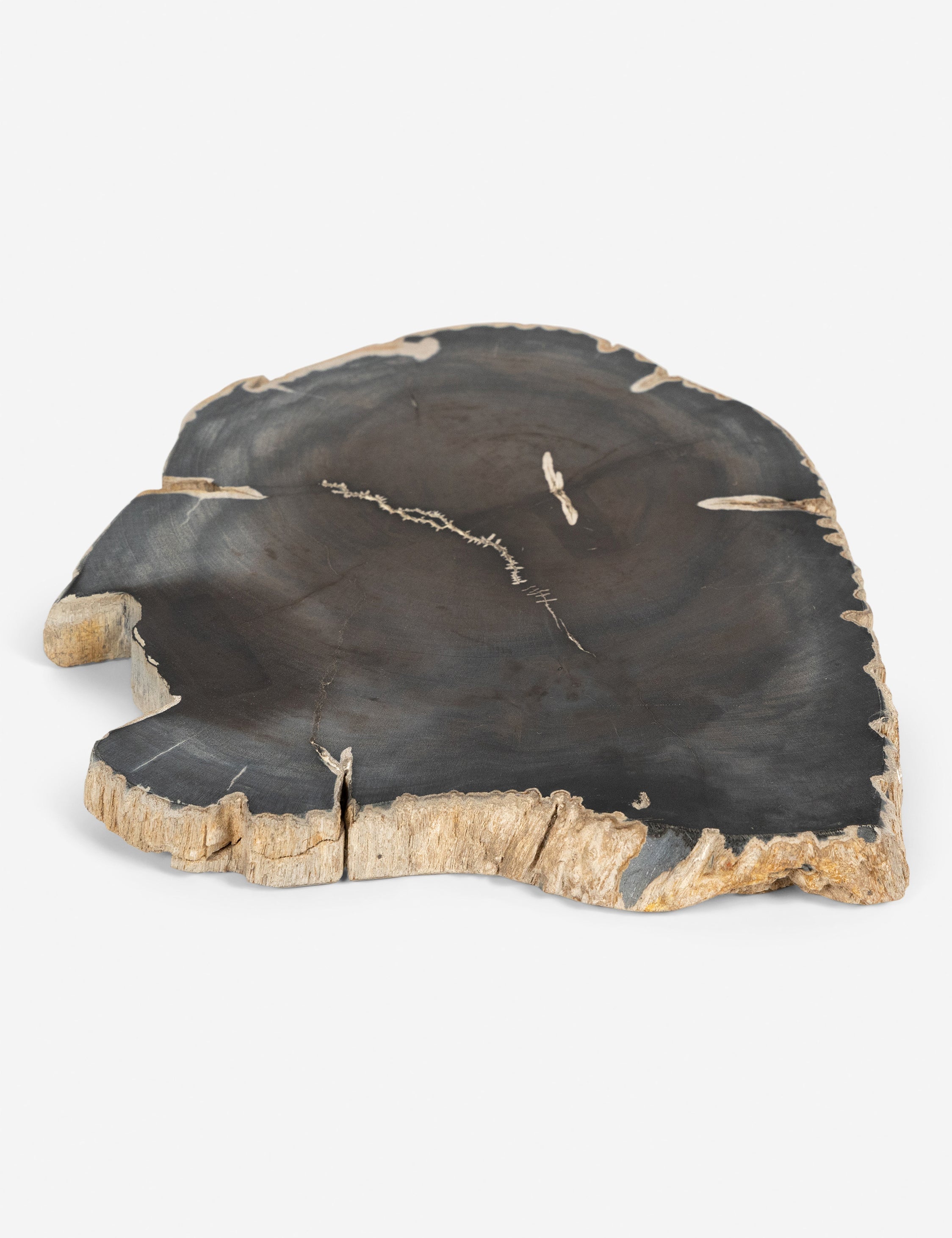 Natural Petrified Wood Slab - Unique Fossilized Wood for Home Decor, Jewelry Making & DIY Crafts - Perfect for Coffee Tables, Wall Art & Gifts