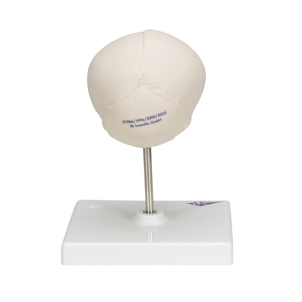 High-Quality Fetal Skull Model with Display Stand - Perfect for Medical Education, Anatomy Study & Classroom Demonstrations
