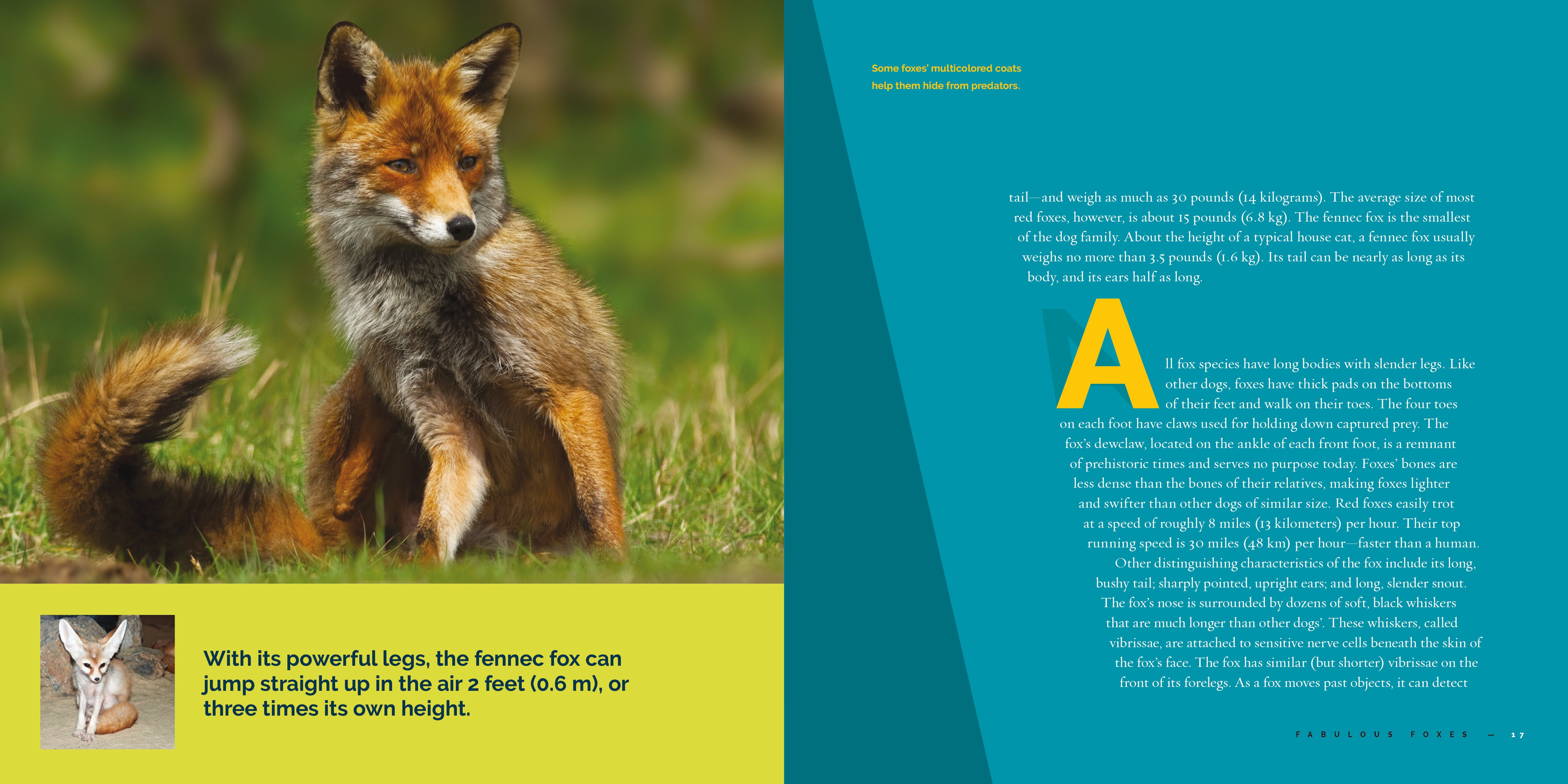 Foxes Book 9781640267824 - Wildlife Nature Guide for Animal Lovers & Outdoor Enthusiasts | Perfect for Camping, Hiking & Nature Exploration
